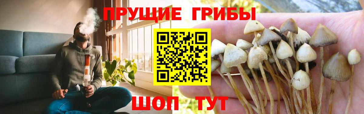 Галлюциногенные грибы Magic Shrooms  сколько стоит  Елец  Вход с VPN  Псилоцибиновые грибы Magic Shrooms 